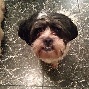 Meet your Posher, Troy